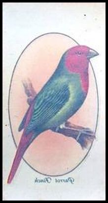 50 Parrot Finch